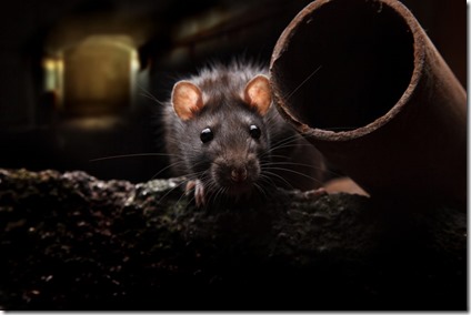 london-sewer-rat-1024x683